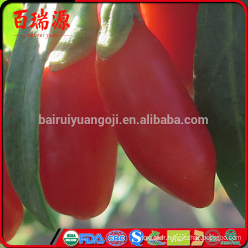 Baie de Goji preco frutto de goji baie de goji onde comprar